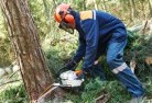Maffra NSWtree-felling-services-21.jpg; ?>